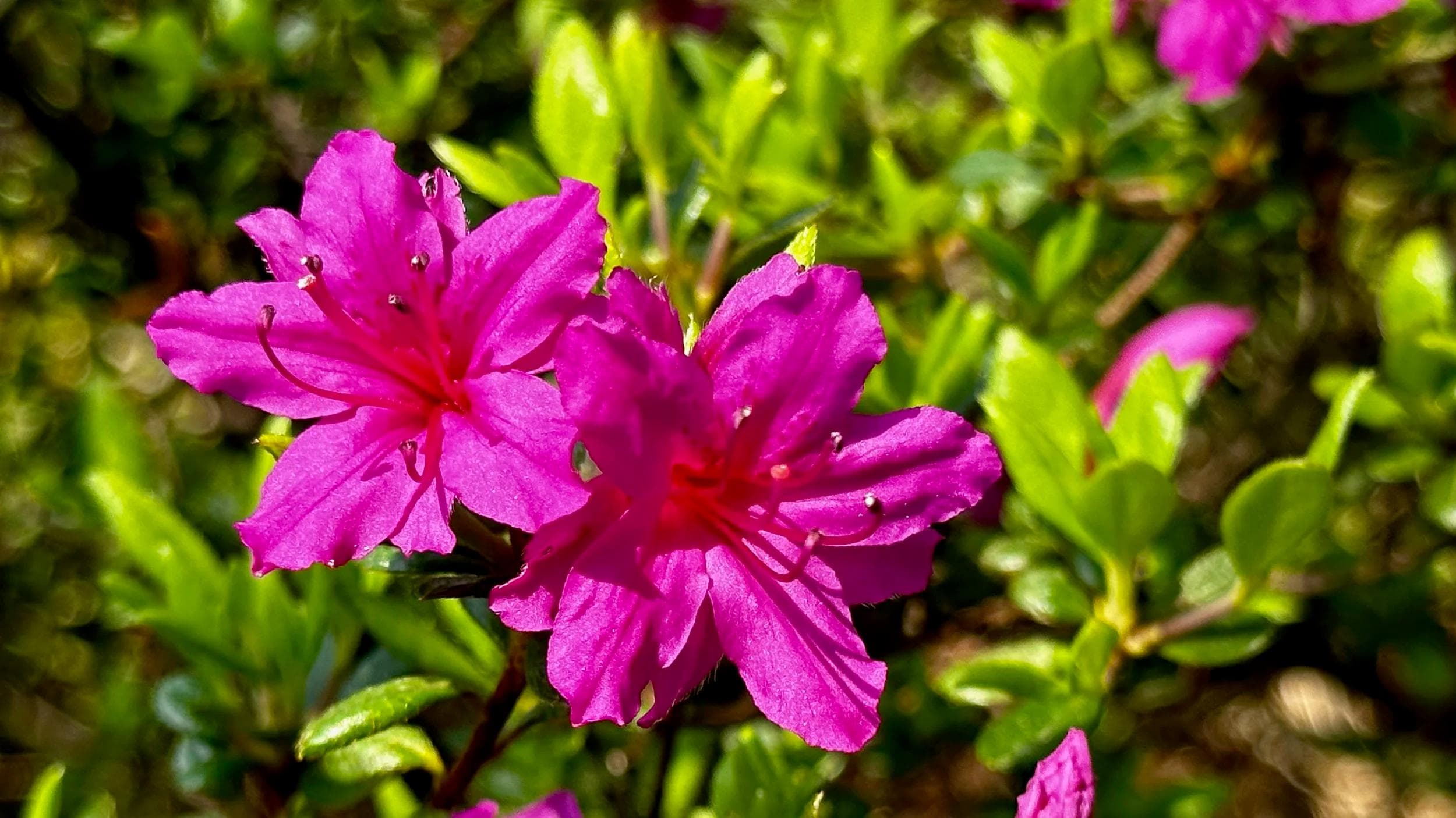 Kyu-Furukawa Gardens’ flowers