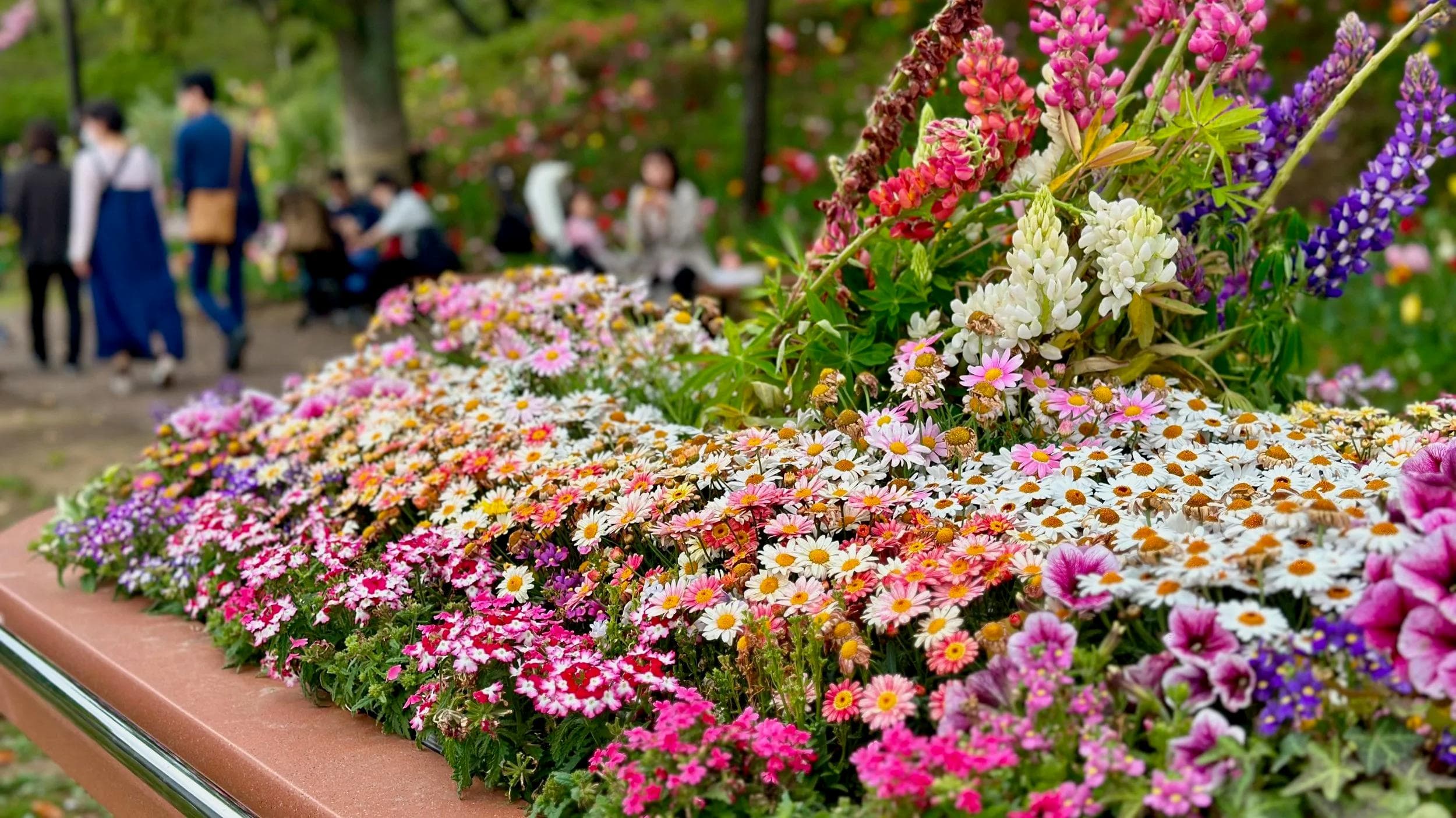 Ukima Park’s flowers