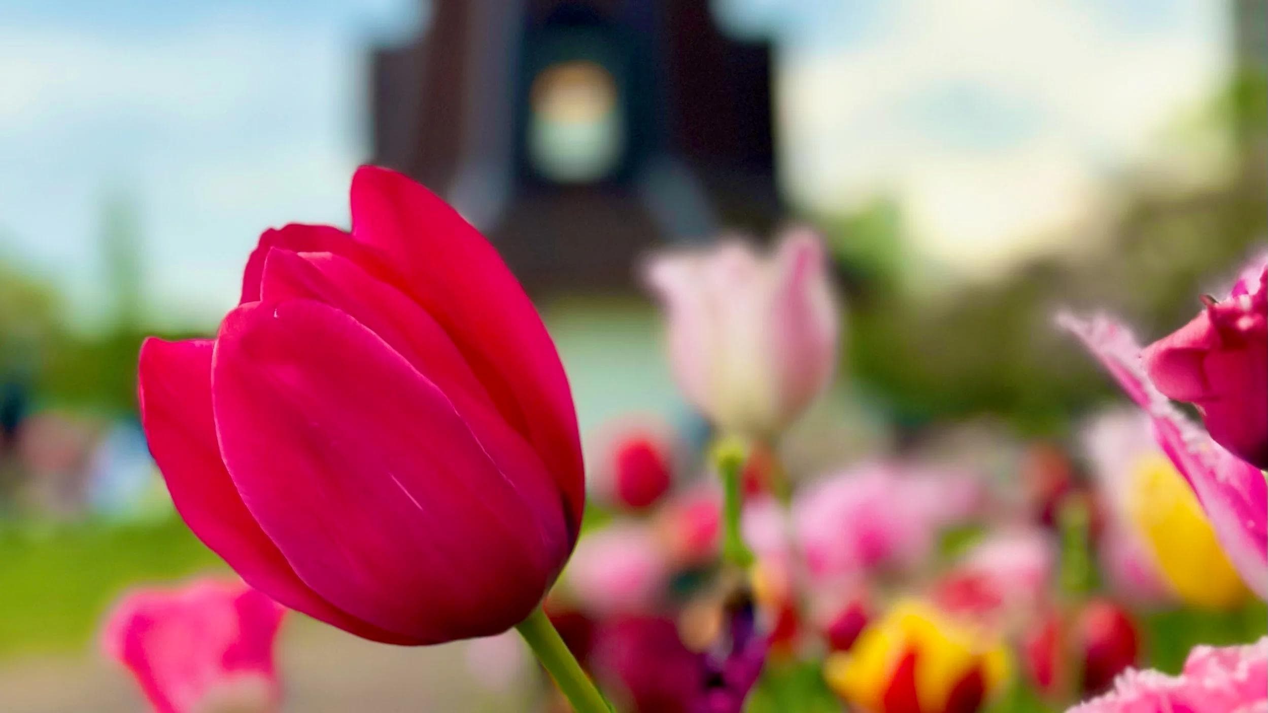 Ukima Park’s tulip festival