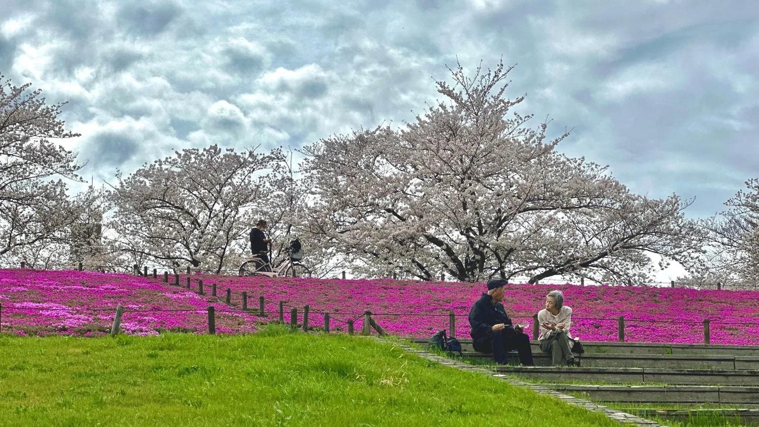 Final glimpse of Sakura on Arakawa River