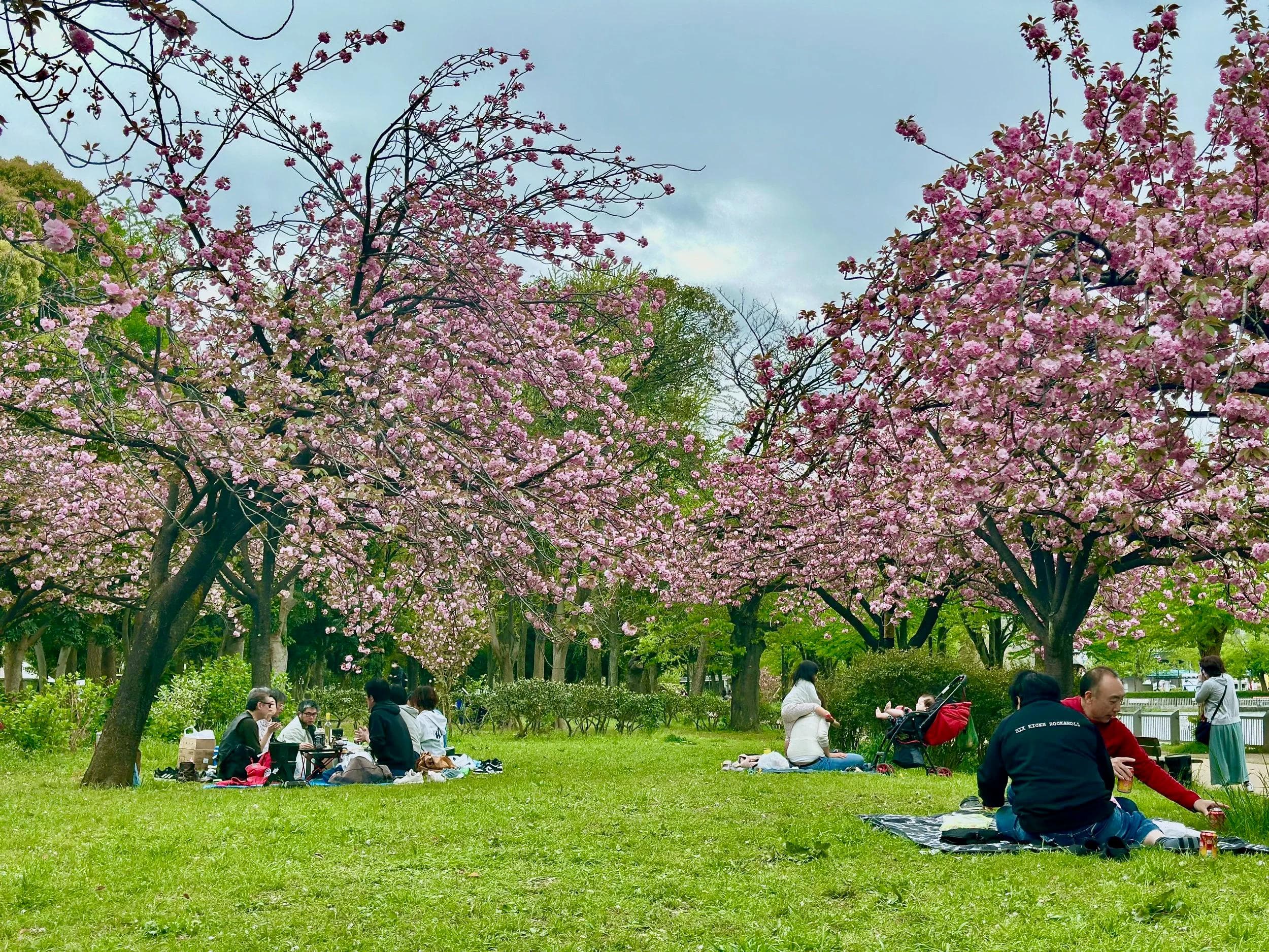 Hanami under the Sakura at Ukima Park