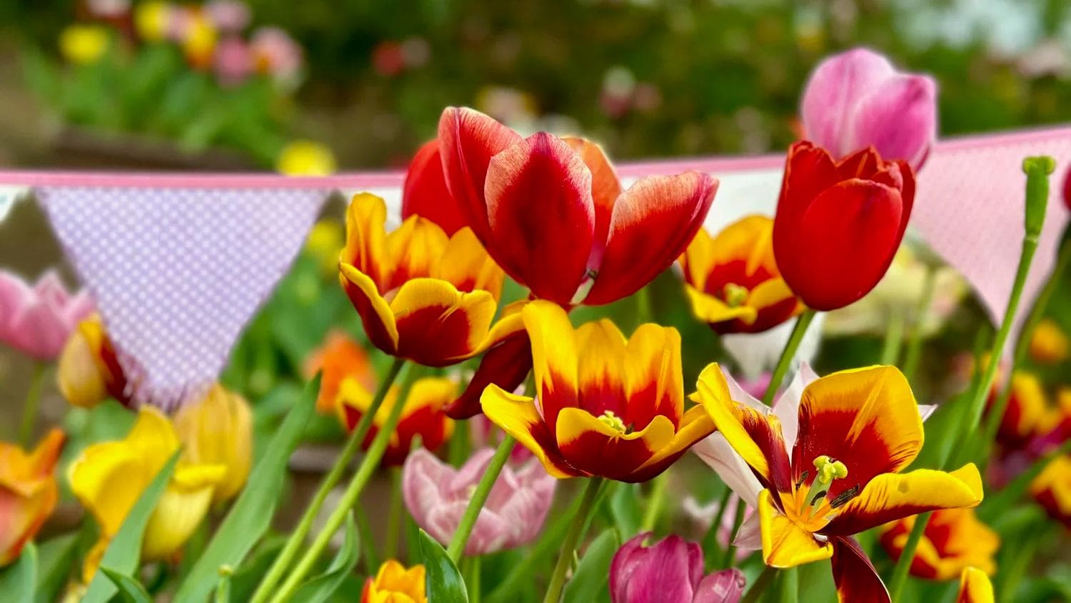 10-minute bike ride between Tokyo and Amsterdam ?