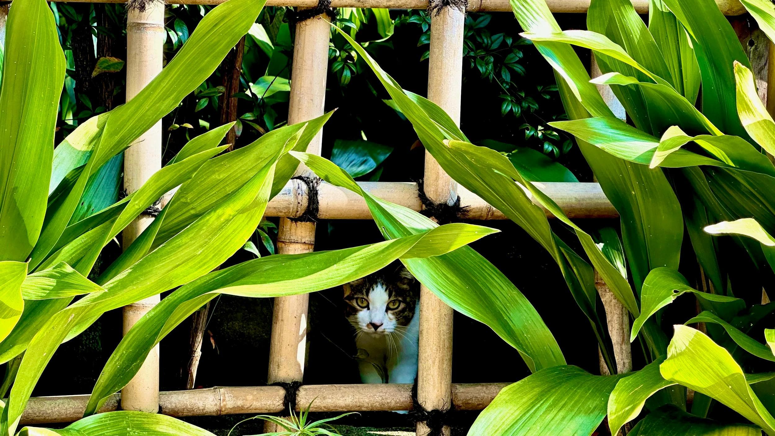 Josho-ji Temple’s resident